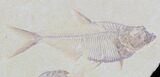 Multiple Diplomystus Fossil Fish Plate - Wyoming #32744-2